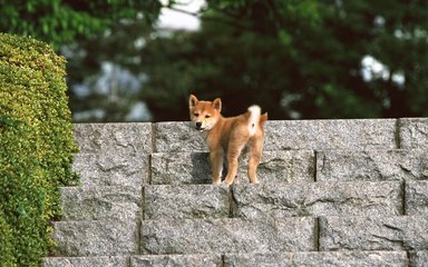 Bitcoin钱包苹果版